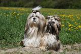 SHIH TZU 237
